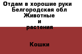 Отдам в хорошие руки  - Белгородская обл. Животные и растения » Кошки   